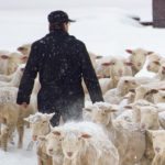 Sheep are prey animals and have two main motivators: food and fear. Understanding this behaviour makes it easier to handle them. |  
Mike Sturk photo