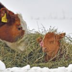Canadian producers had 11.6 million cattle as of Jan. 1, which is 22 percent less than the peak recorded in January 2005.  |  Mike Sturk photo