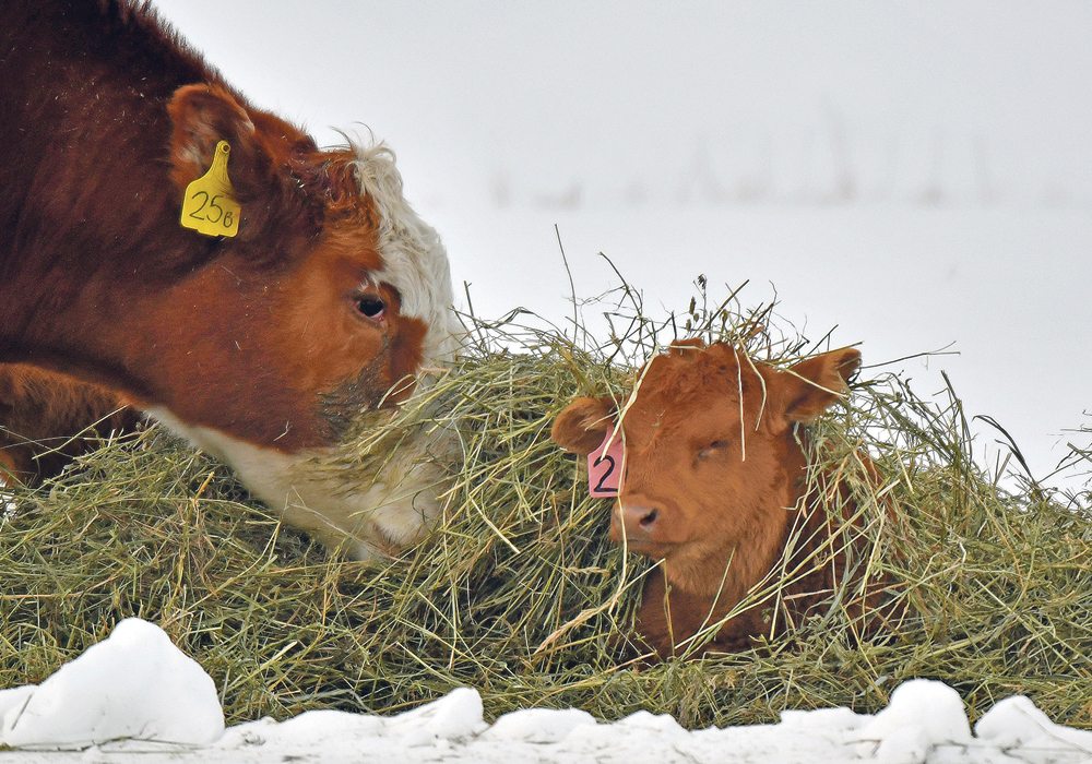 Canadian producers had 11.6 million cattle as of Jan. 1, which is 22 percent less than the peak recorded in January 2005.  |  Mike Sturk photo