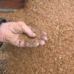 The Black Sea region has increased its production of all crops, including flax, and is undercutting Canada’s prices in the Chinese and European markets. | File photo