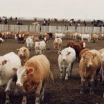 As the winter ends, supply is getting tight for feed grains in "feedlot alley" in Lethbridge, Alta. | File photo