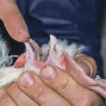 Avian pathogenic escherichia coli infection may occur in broilers, turkey and layers. Some researchers suggest it is a greater threat when the prophylactic use of antimicrobials stops. | File photo