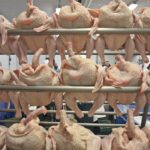 The chicken industry is cutting back on the amount of antibiotics it uses in response to increased resistance concerns from the public. | File photo