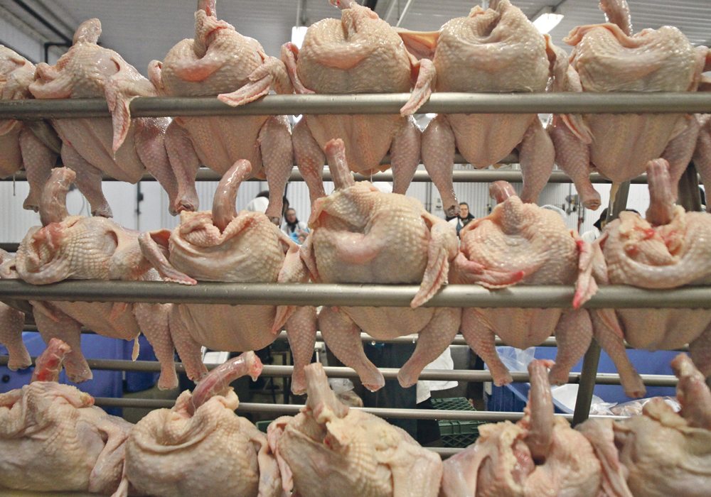 The chicken industry is cutting back on the amount of antibiotics it uses in response to increased resistance concerns from the public.  |  File photo