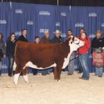 The Hereford Champion of the World heifer is BNC Glenlees 429 Nellie 71D, owned by Blairs.Ag Cattle Co. from Lanigan, Sask., and raised by Glenlees Herefords from Arcola, Sask. | Photo courtesy of Kevin Blair