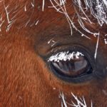 Horse owners are “keeping an eye” on equine infectious anemia. This photo was taken last week near Tugaske, Sask., when the hoarfrost was heavy.   |  Mickey Watkins photo