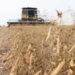 India started its tariff announcements with a 50 percent levy on peas. | File photo