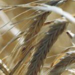 Rain-fed barley crops in northern Alberta will experience higher yields while irrigated crops in the south should remain about the same. However, both are likely to require less water for production because of increased carbon dioxide levels in the atmosphere. | File photo