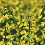 The supply and demand situation won’t be helped if the recent rise in canola prices lasts a few more weeks and farmers seed a couple of hundred thousand extra acres of canola. | File photo