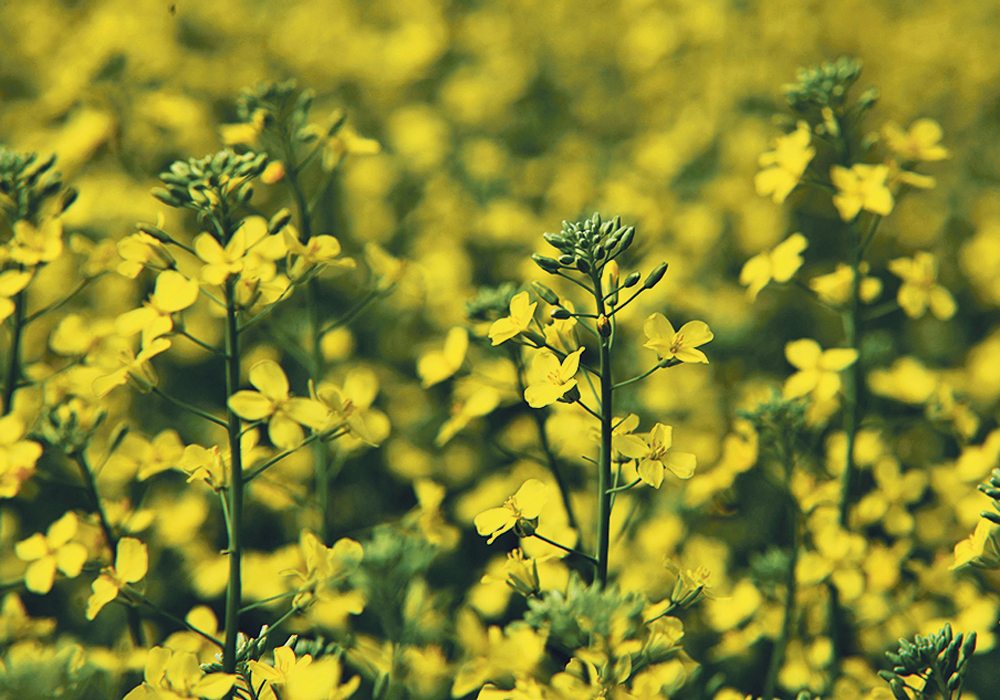 The supply and demand situation won’t be helped if the recent rise in canola prices lasts a few more weeks and farmers seed a couple of hundred thousand extra acres of canola.  | File photo