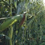 While a corn deficit in China may eventually lead to a sustained grain price rally, this could be offset by Brazil and the Black Sea region bringing new land into production or pulling it out of wheat and into corn. | File photo