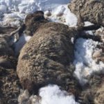 Fifteen sheep carcasses were found on the side of the road in Lamont County March 23. | Toni-Michelle Bentau photo