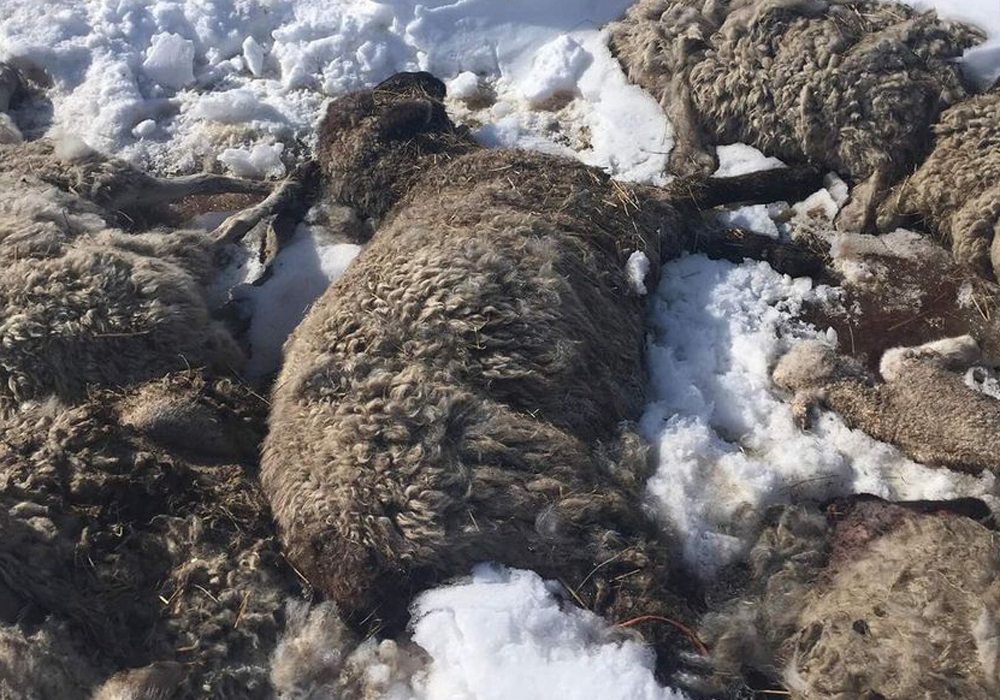Fifteen sheep carcasses were found on the side of the road in Lamont County March 23. | Toni-Michelle Bentau photo