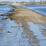Road bans are starting with the warmer weather, which is leading to problems shipping feed grains to feedlots in Alberta. | File photo