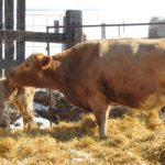 Vaccination of cows for clostridial should be done four to 11 weeks before calving. | Jeannette Greaves photo