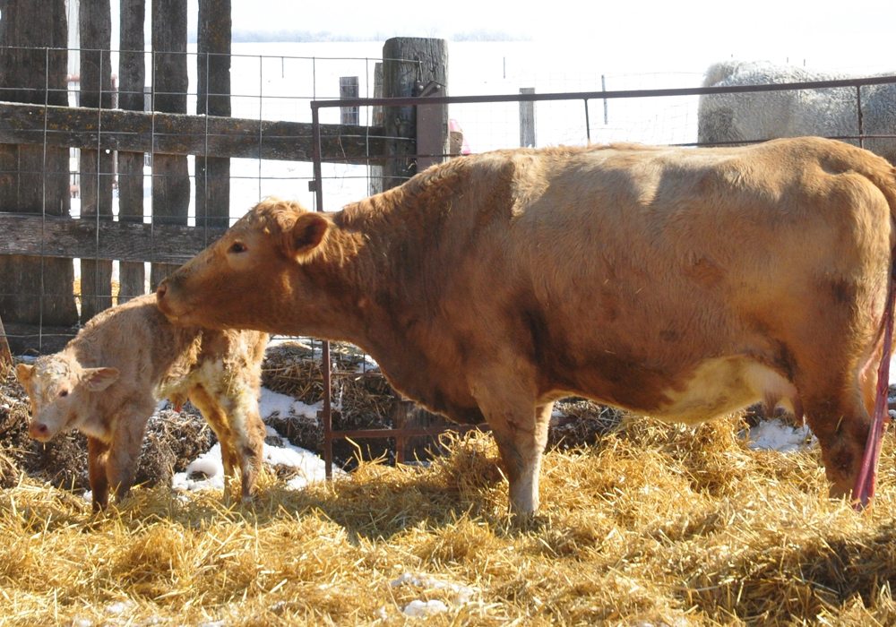 Vaccination of cows for clostridial should be done four to 11 weeks before calving.  |  Jeannette Greaves photo