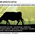 BVD control critical to production gains