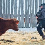 Joe Walter carries a new calf to another corral on the Cayley Colony near Cayley, Alta. A global vitamin A and E shortage might cause problems for calves this year. | Mike Sturk photo