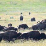 There is already an established market for bison in parts of Europe, the United States and Canada, but the industry must make sure it can deliver on its promises with a sustainable supply. | File photo