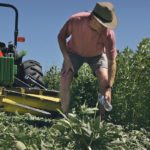 Crimping and/or plowing down cover crops to add nitrogen is one of several strategies that put nutrients back into the soil, but researchers question the long-term sustainability of the practice. | File photo