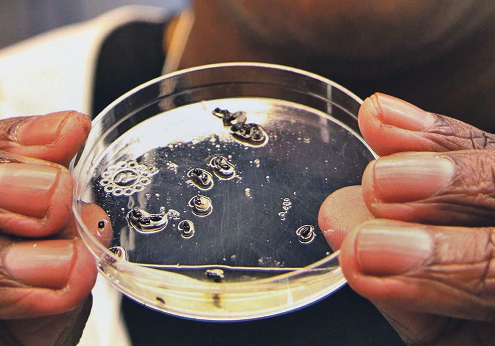 Tharshi Nagalingam, a post doctoral researcher in entomology at the University of Manitoba, shows a glass dish containing flea beetles. The insects are tiny, typically less than 2.5 millimetres long  |  Robert Arnason photo 