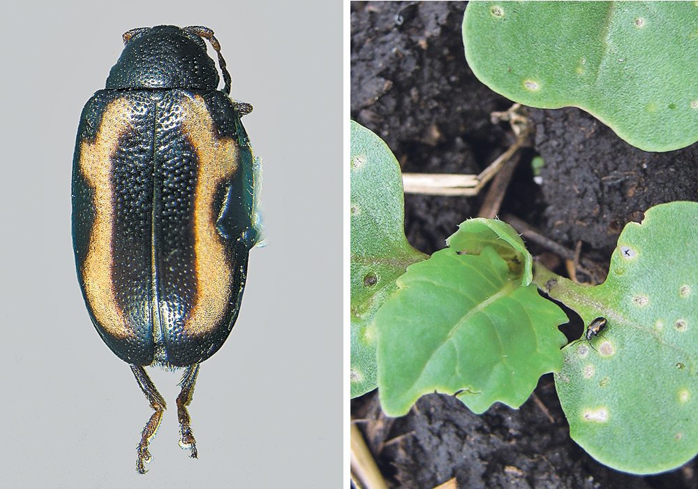 Farmers may over-use seed treatments for flea beetles because it’s difficult to predict when they will be a problem,  |  FILE PHOTOS