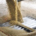 India’s import duties on pulses, including lentils, are part of domestic politics in that country. | File photo