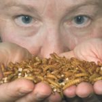 Fiona Buchanan, an animal sciences professor at the University of Saskatchewan, holds up a heap of mealworms she scooped from a tub of fusarium-damaged wheat where they were feeding. Buchanan is researching the feasibility of cleaning vomitoxins out of fusarium-contaminated wheat by feeding the wheat to the worms. | William DeKay photo