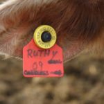 The Canadian Food Inspection Agency is expected to release new rules governing animal movement this fall.
| File photo