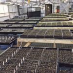 The recovery of single spore isolates of the clubroot pathogen are shown here in greenhouse conditions. | H. Askarran photo
