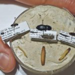This photo shows the click beetles and their respective wireworms, which are the beetles’ larval form. These three are all prominent pest species collected in 2017. From left, they are Hypnoidus bicolor, Selatosomus aeripennis destructor and Aeolus mellilus. S. destructor can destroy three to 10 times as many seeds as H. bicolor, and is the main wireworm pest on the Prairies. | Barb Glen photo