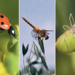 Dragonflies, left, lady beetles and spiders are some of the beneficial insects that farmers should protect. | file photos