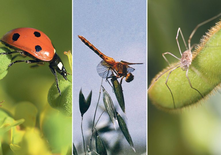Farmers urged to protect beneficial insects The Western Producer