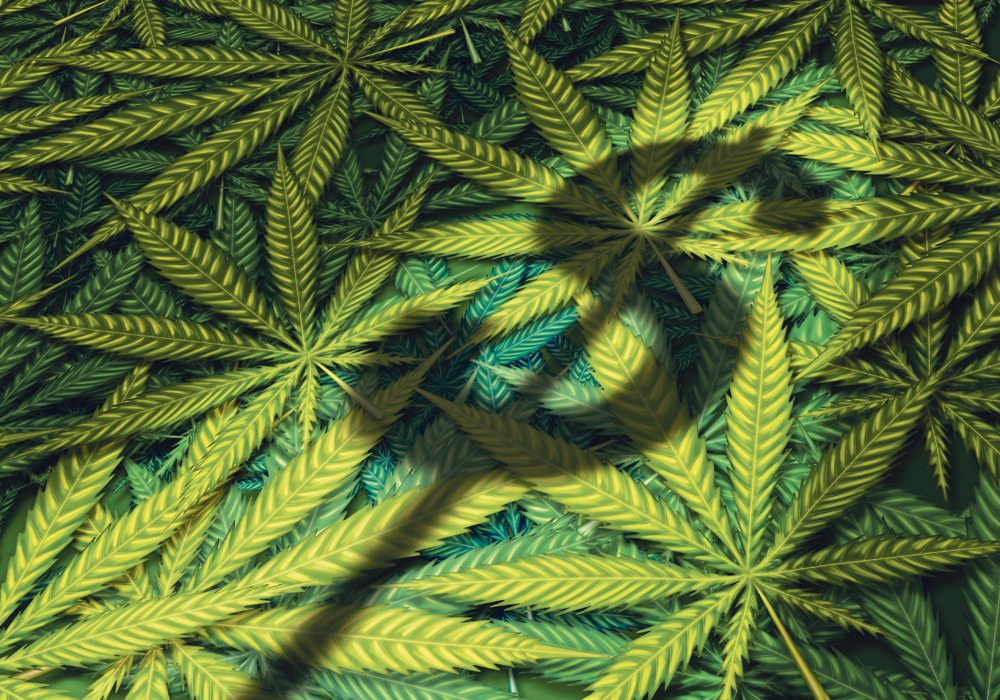 Brook Pries sees the cannabis business in Canada as a new form of rural development for growers and dispensers. | Getty image