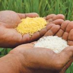 The real issue with Golden Rice is that it’s a GMO, which Greenpeace and other opponents despise so much that they are willing to watch millions of people suffer and die rather than give an inch to science. | File photo