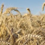Farmers on the northern U.S. Plains are considering spring wheat over corn this spring. | File photo