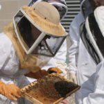 Beekeepers depend on seasonal workers from Mexico, the Philippines and other nations because many Canadians don’t want to work at an apiary, likely located in a remote and rural area.
| File photo