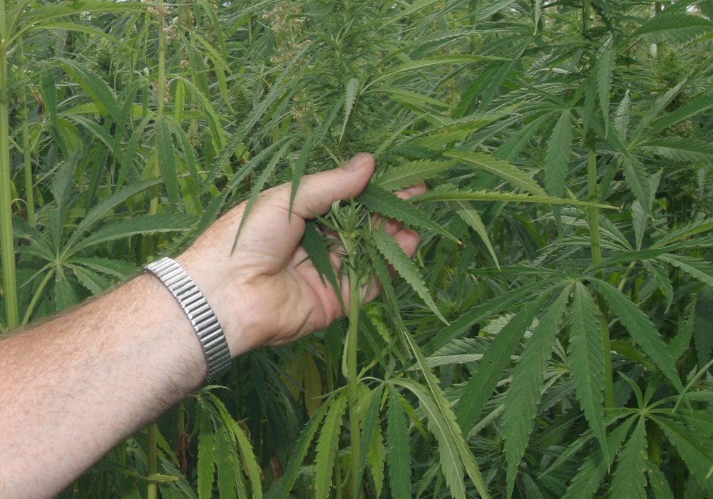 As Alberta gears up to deal with the legalization of cannabis, it's proposing higher fines for rule-breakers and tighter restrictions on branding, as well as potentially allowing small communities to sell the product differently. | File photo
