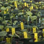 Bayer has gotten the approval of American officials to acquire Monsanto, provided it sells seed and seed treatment assets. BASF is reportedly buying those. | File photo