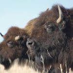 There are fewer bison deaths than cattle deaths caused by clostridial diseases, but mature bison do get sick and die from it. | File photo