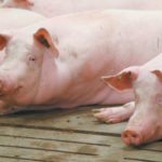 Hog prices have been dropping in Canada, largely because of pork’s inclusion in the U.S.-China trade war. | File photo
