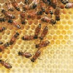 Canadian honey producers are receiving US$1 to $1.35 per pound for their honey while U.S. producers receive $2 per lb. or more. | File photo