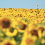 Sunflower acreage in North and South Dakota is expected to be higher than last month’s official government estimate. | File photo