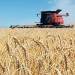 The bigger news for Canadian farmers is that U.S. spring wheat acres are expected to jump from 11 million in 2017 to 12.6 million this year. | File photo