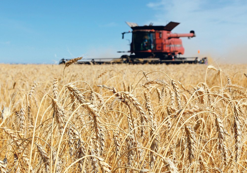 The bigger news for Canadian farmers is that U.S. spring wheat acres are expected to jump from 11 million in 2017 to 12.6 million this year.  |  File photo