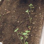 A cluster of canola plants, in the bottom right of the soil tray, is not what growers want early in the season. That sort of clumping and non-uniform plant stand lowers survivability and provides more space for weeds to flourish. | Robert Arnason photo