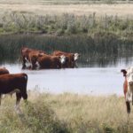 Cattle that drink water with high sulfate levels can get polioencephalomalacia, a nervous disease characterized by blindness, difficulty walking and seizures, but lower levels of sulfates can cause less obvious problems. | File photo