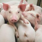 As part of pigs’ early life experiences and development, new research is looking at the role of play behaviour, which can be identified and have its frequency of expression recorded. | William DeKay photo