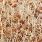 In previous years there would be a panic if contracts hadn’t already been signed for pulse crops, but farmers are now taking a more wait and see approach. | File photo