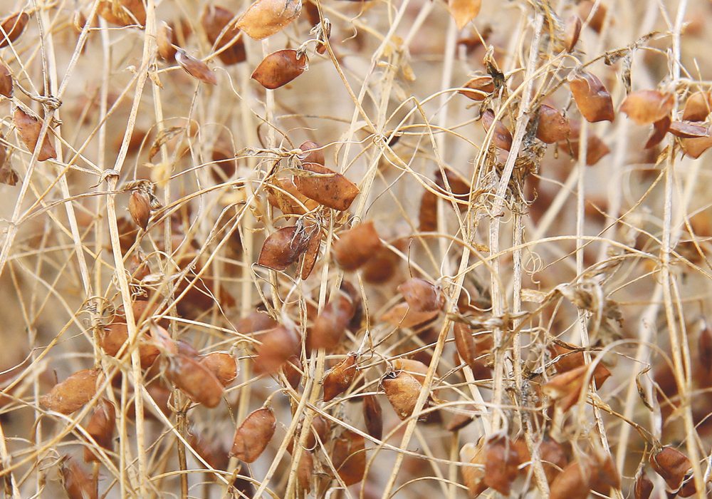 In previous years there would be a panic if contracts hadn’t already been signed for pulse crops, but farmers are now taking a more wait and see approach.  |  File photo